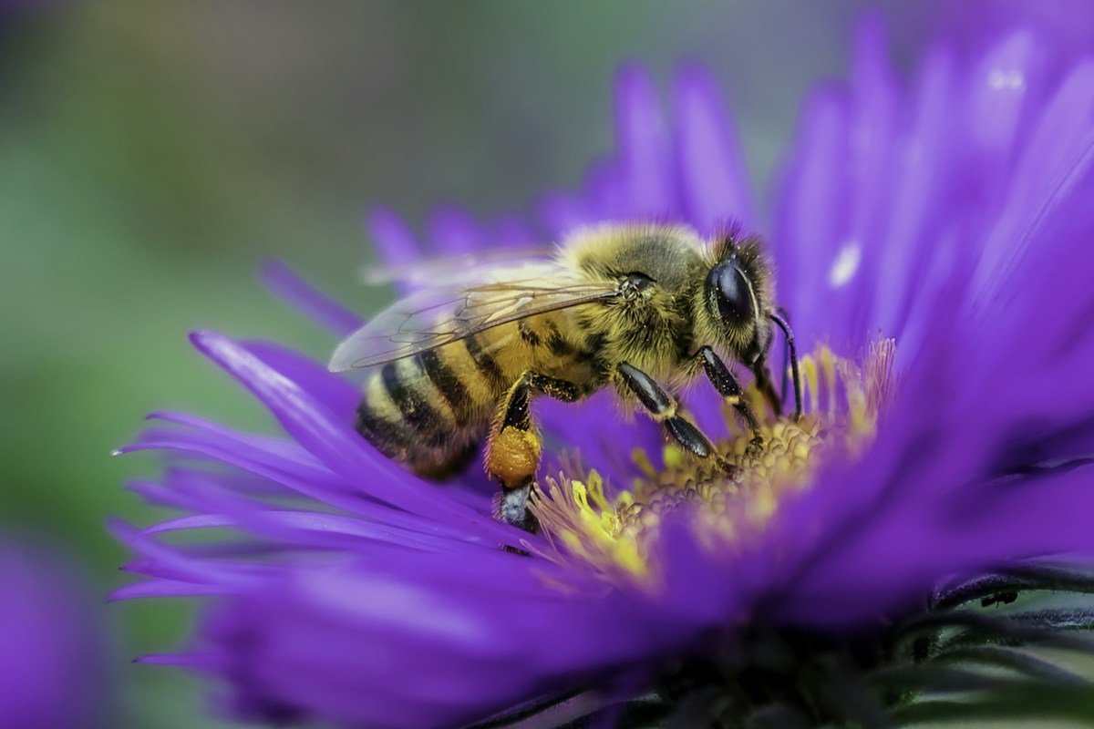 Biene auf einer violetten Aster