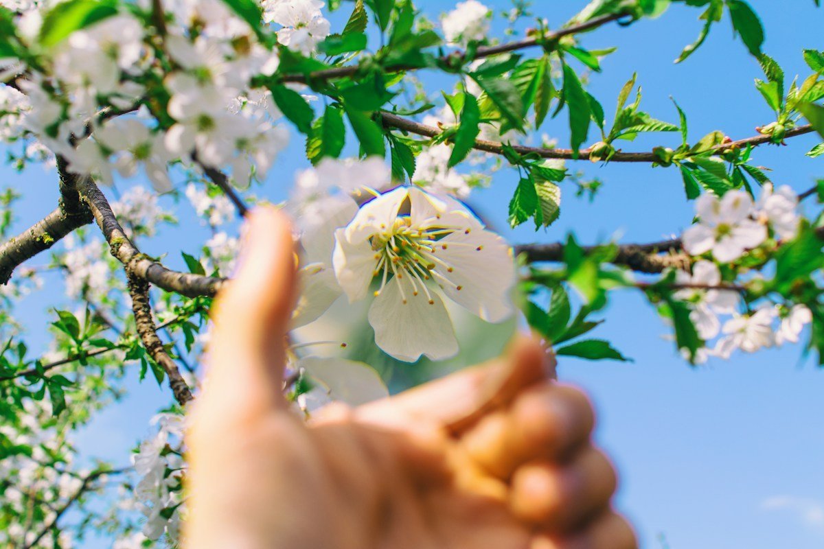 Hand mit Lupe vor Apfelblüten